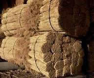 камыш кровельный