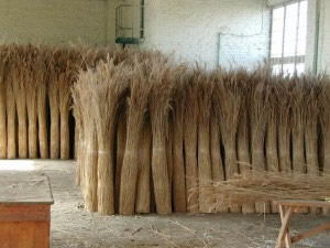 заготовка камыша для кровли